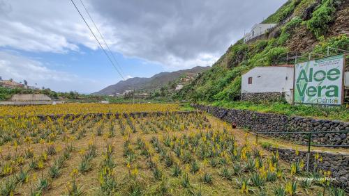 Tenerife-puhkus-kanaari-saared-Fotograaf-Aigar-Nagel-49
